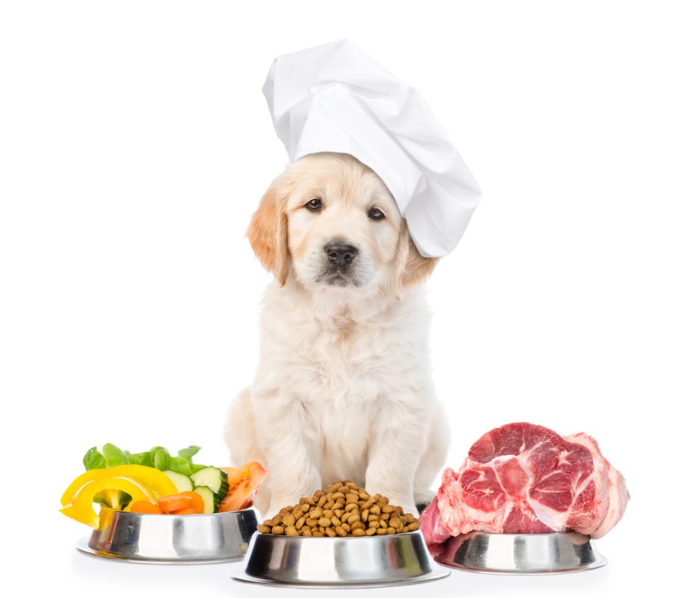 Intolleranze alimentari nel cane e Allergie