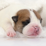 Il neonato di cane: terapia intensiva e cure neonatali