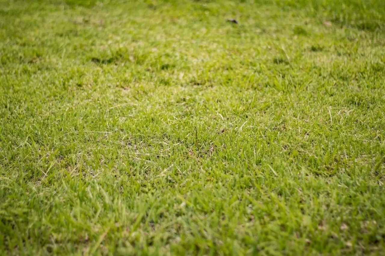 Il trucco che cambia il colore del tuo prato in una settimana