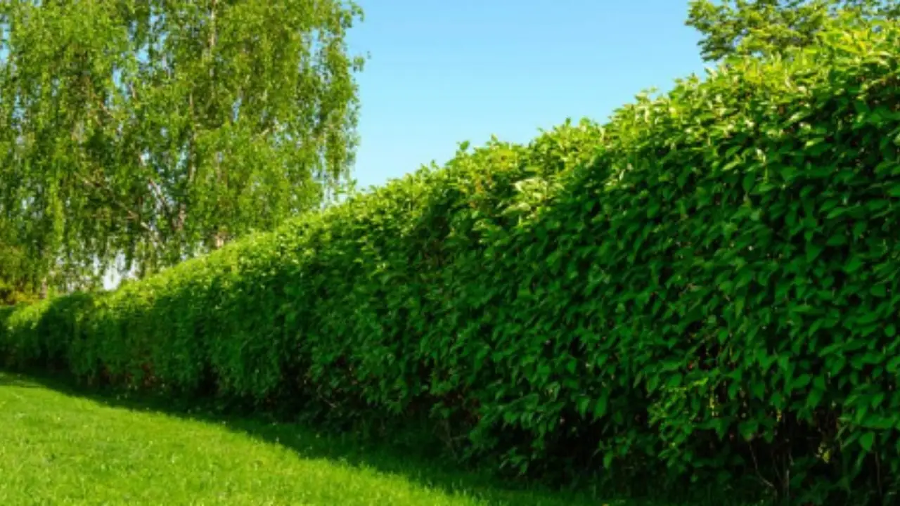 Vuoi una siepe sempre verde anche con il caldo? Ecco le piante più resistenti