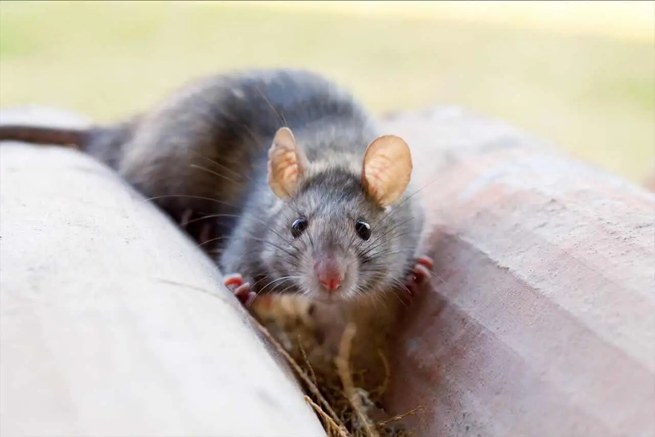 Pest control: ecco la soluzione definitiva contro insetti, scarafaggi e roditori in casa