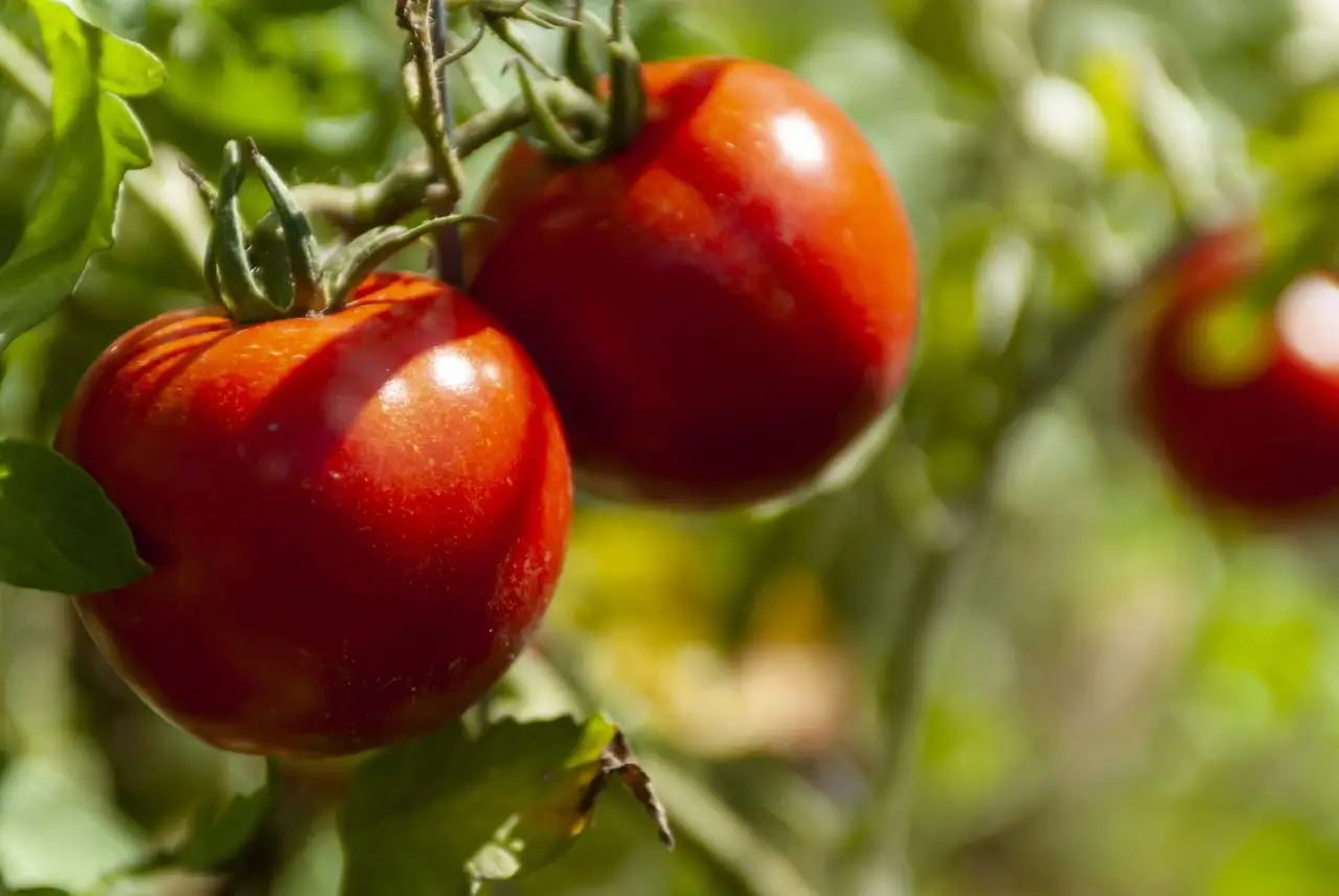 Le piante che non amano i pomodori: ecco quali evitare di seminare insieme