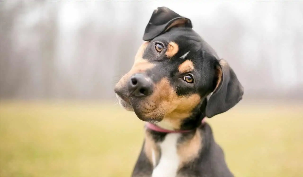 Hai un cane o un gatto? Ecco i doveri che devi rispettare per non avere problemi con i vicini di casa