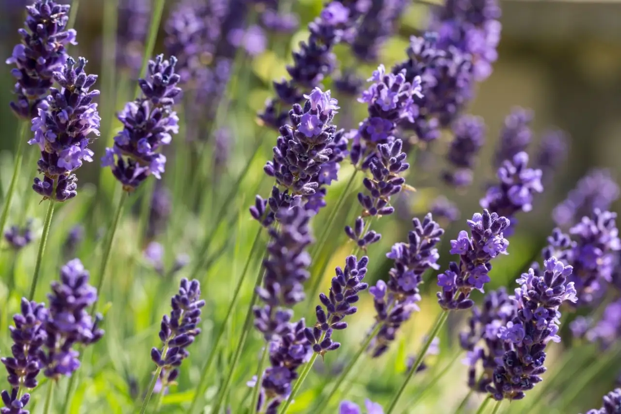 Pianta la lavanda contro gli scarafaggi: ecco cosa succede davvero