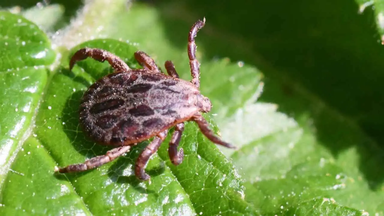 Attenzione: ecco i cinque posti inaspettati della casa dove si nascondono milioni di acari