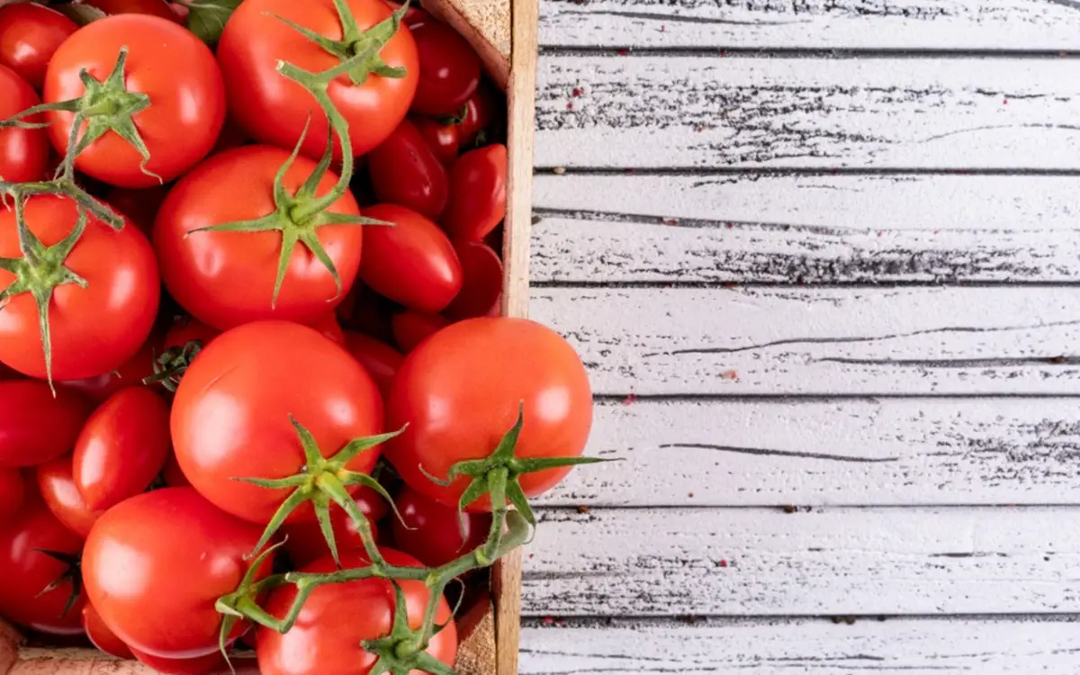 Non trapiantare i pomodori prima che la temperatura sia questa: rischi di perdere tutto il raccolto